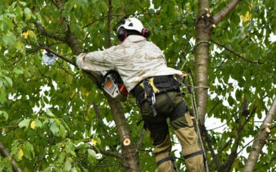 Tree Trimming vs. Pruning: Which One Does Your Milford, MI Tree Need?