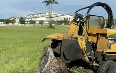 Stump Grinding vs. Stump Removal: Which Is Right for Your Milford, MI County Yard?