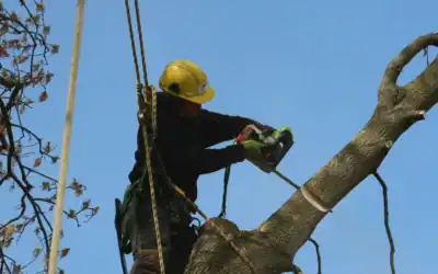 Do You Need a Tree Removal Permit in Michigan? It Depends on Your Milford, MI Municipality