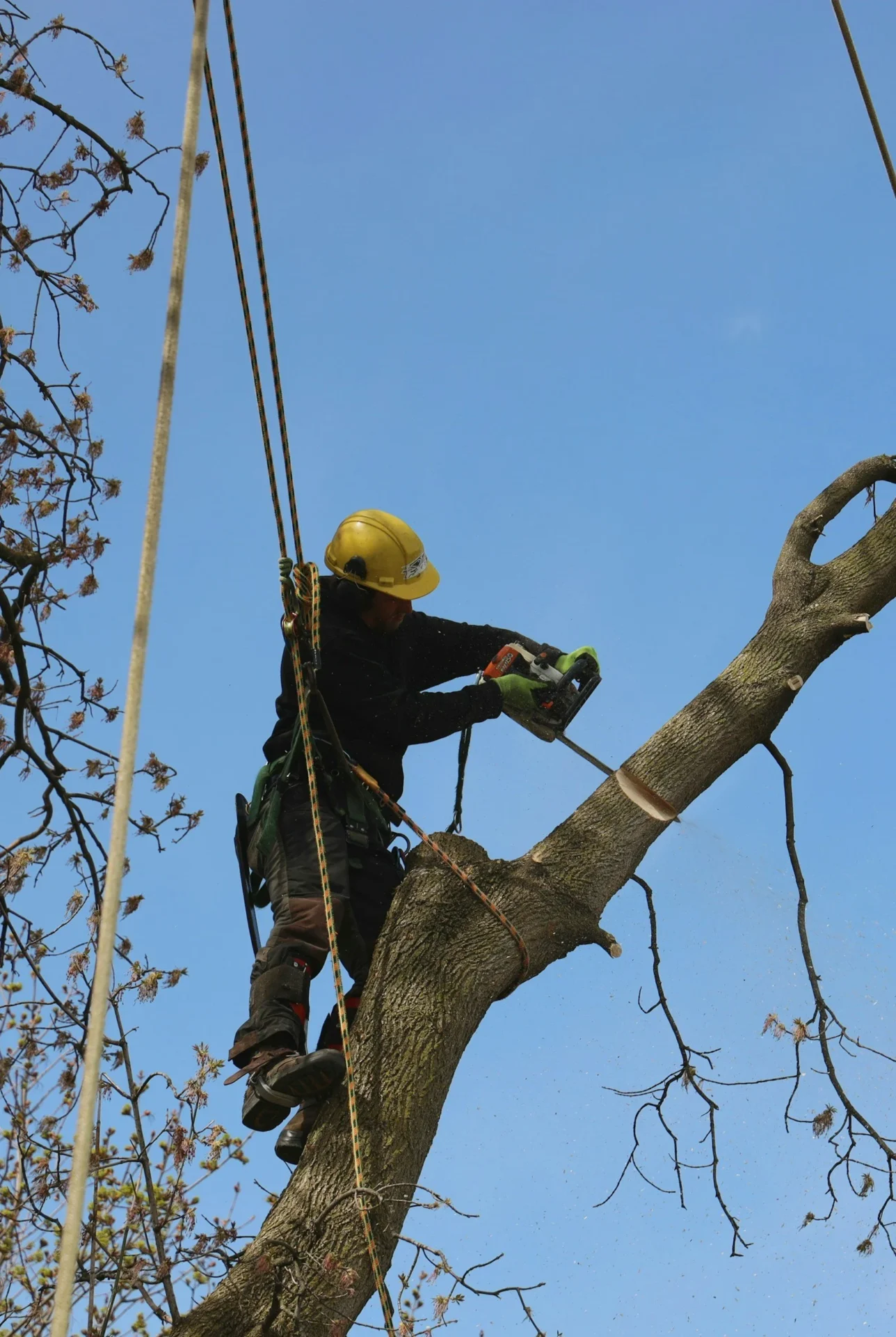 Tree Services Livonia.