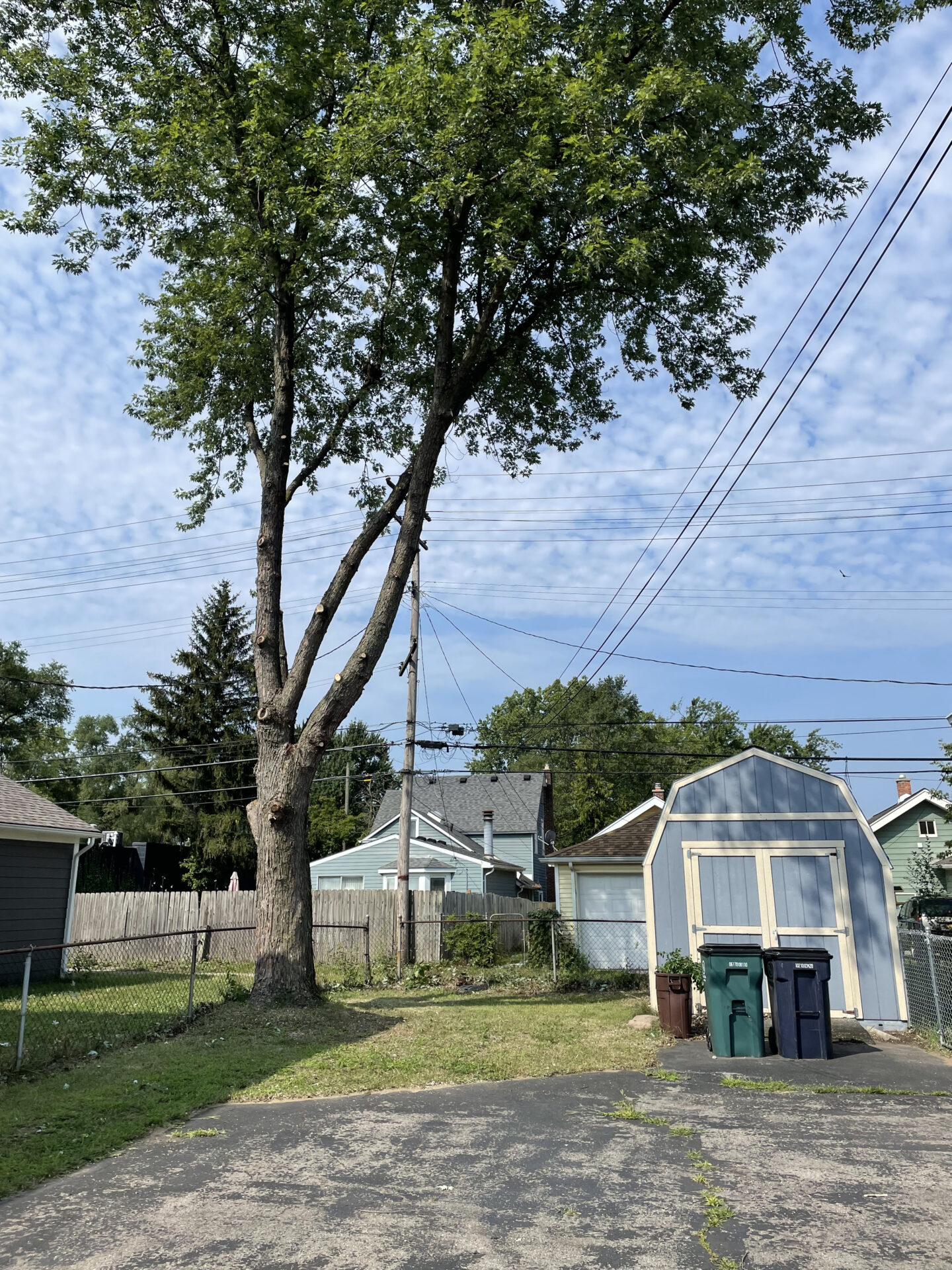 Tall residential tree leaning near power lines and a backyard shed after professional trimming safety
