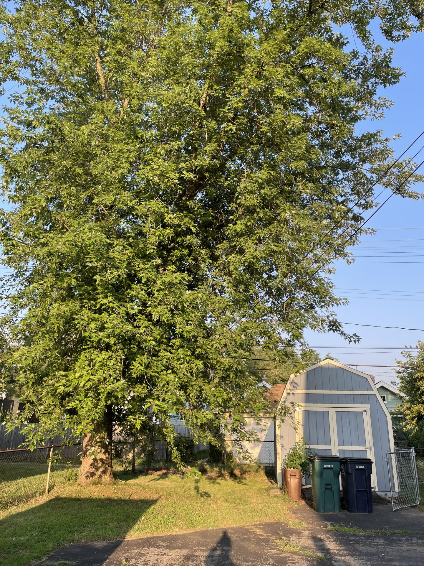 Large residential tree before trimming near a backyard shed, showing overgrown branches near to power lines. Ready for professional tree services.