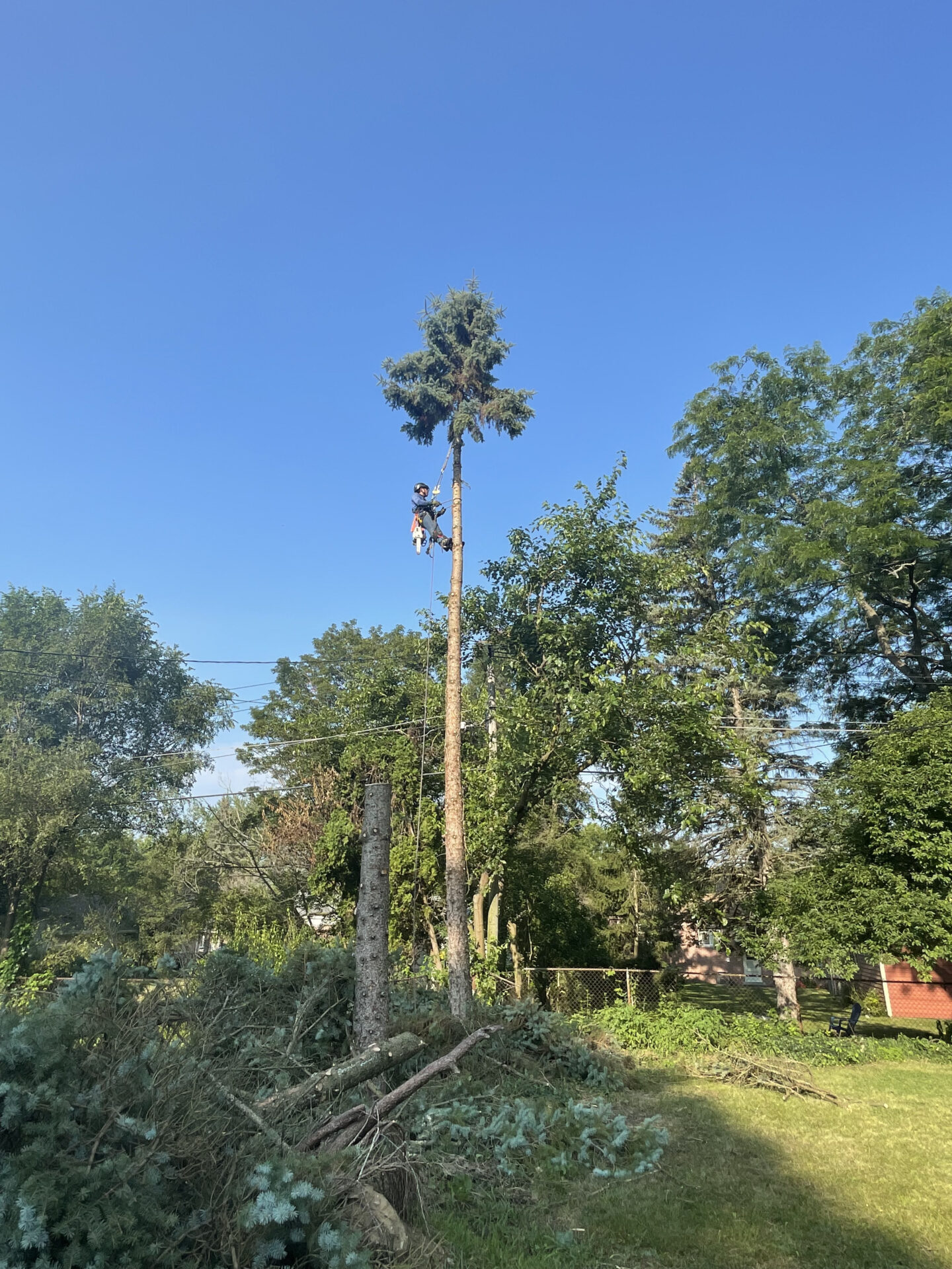 Professional arborist climbing a tall tree for safe tree removal in residential yard at West Bloomfield, Michigan.