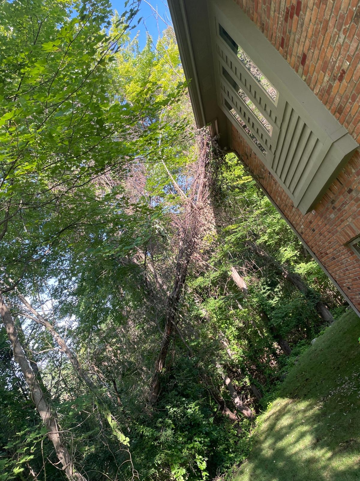 Large overgrown tree leaning toward a residential home in Novi Michigan. Creating a potencial safety hazard and requiring professional tree removal.