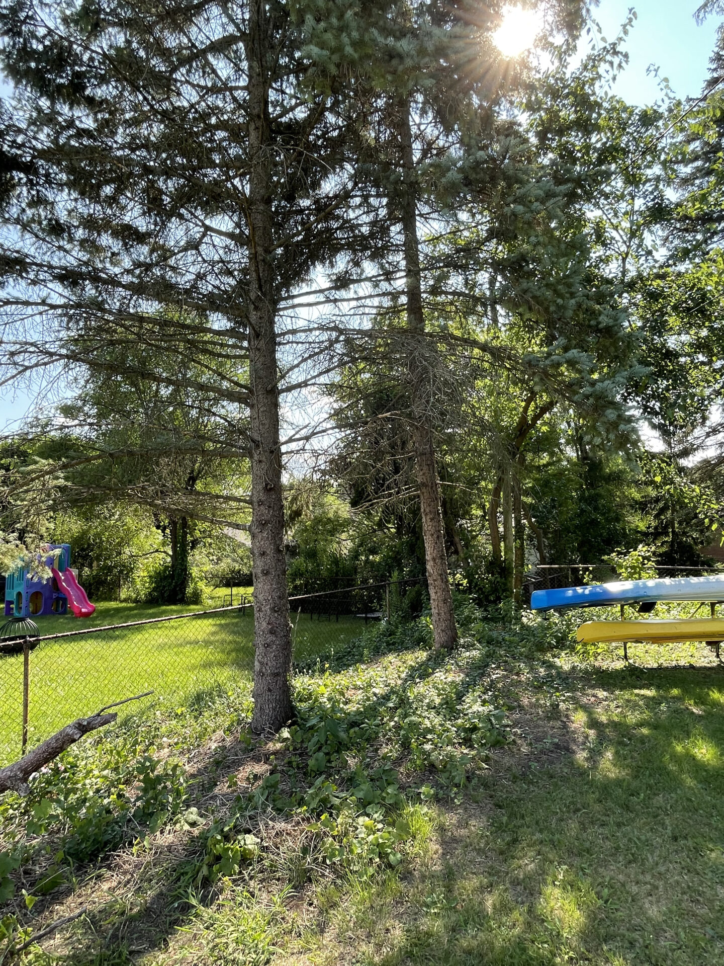 Two tall backyard tree services in Ann Arbor Michigan scheduled for removal, including complete tree cutting and stump grinding, to improve yard safety and open space.