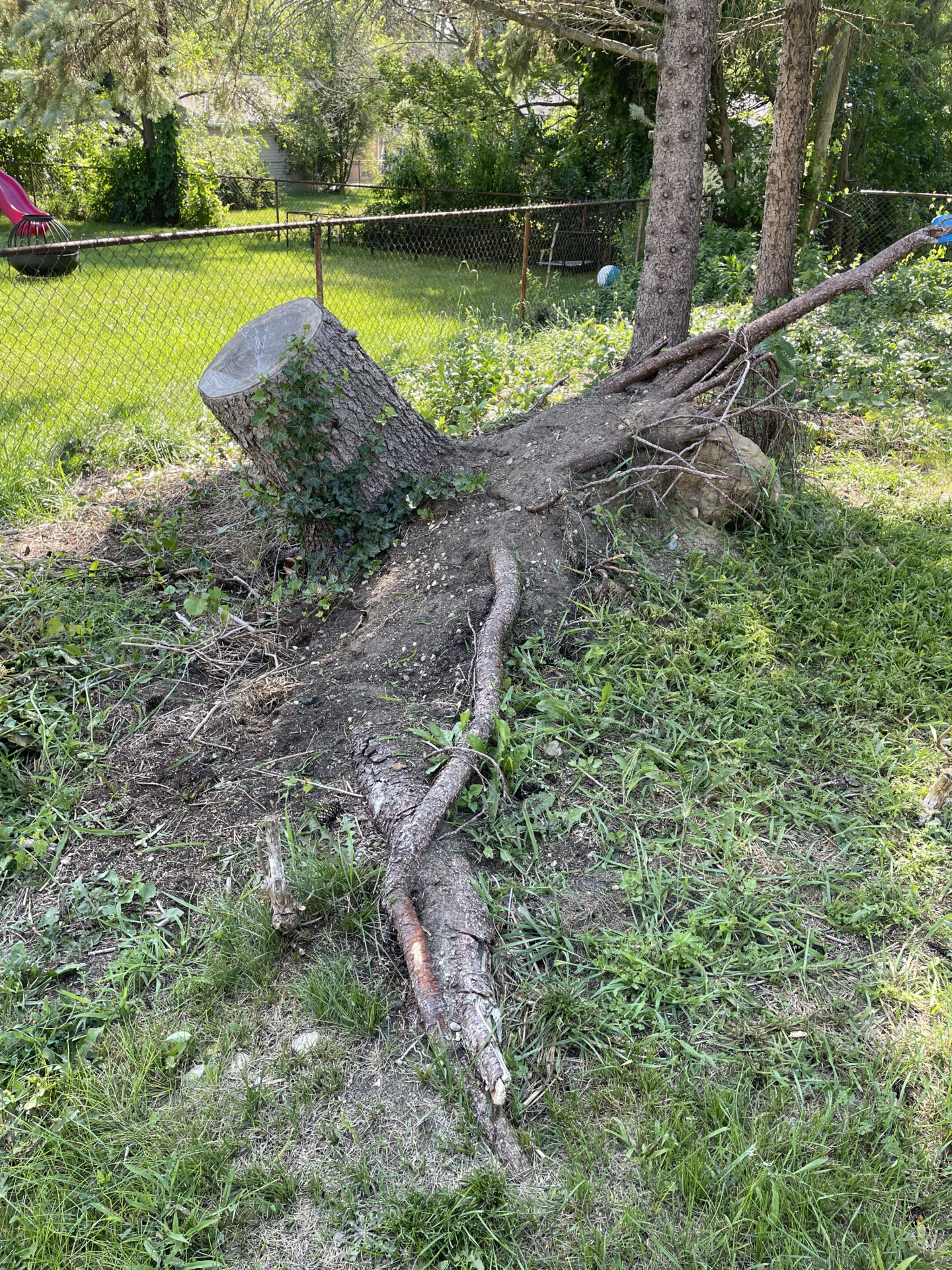 Cut tree trunk with remaining stump in a residential backyard requiring professional tree and stump grinding