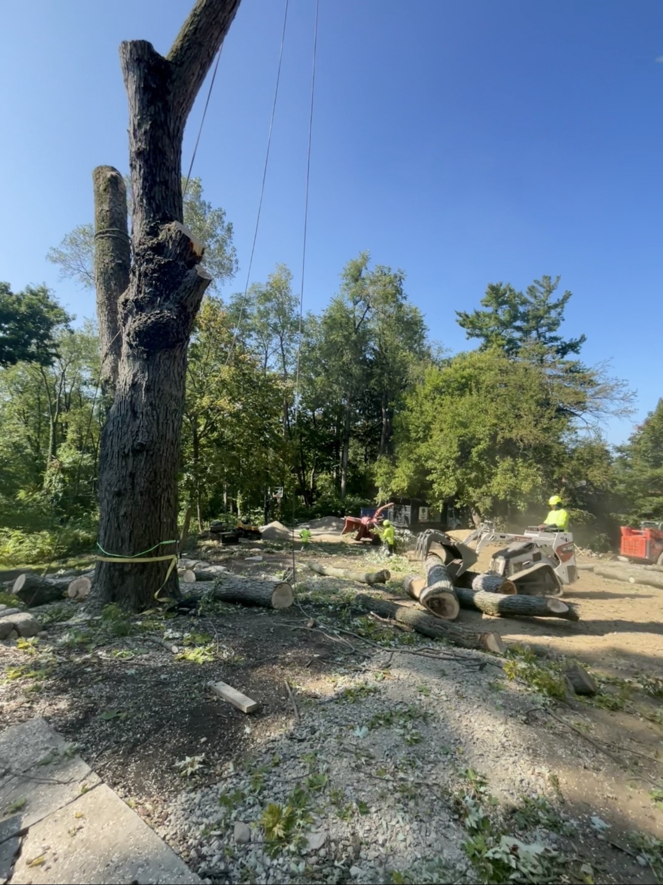 Tree Service crew cutting down a large tree and sectioning logs during a professional tree removal project