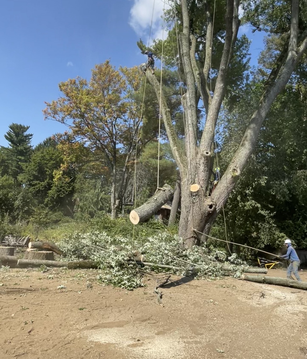 Professional arborist removing large tree branches with ropes and chainsaw during a residential tree removal