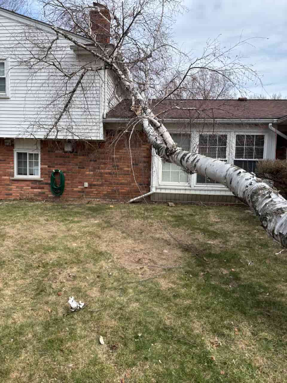 A fallen tree leans against a brick house in MI, with broken branches scattered on the ground below.