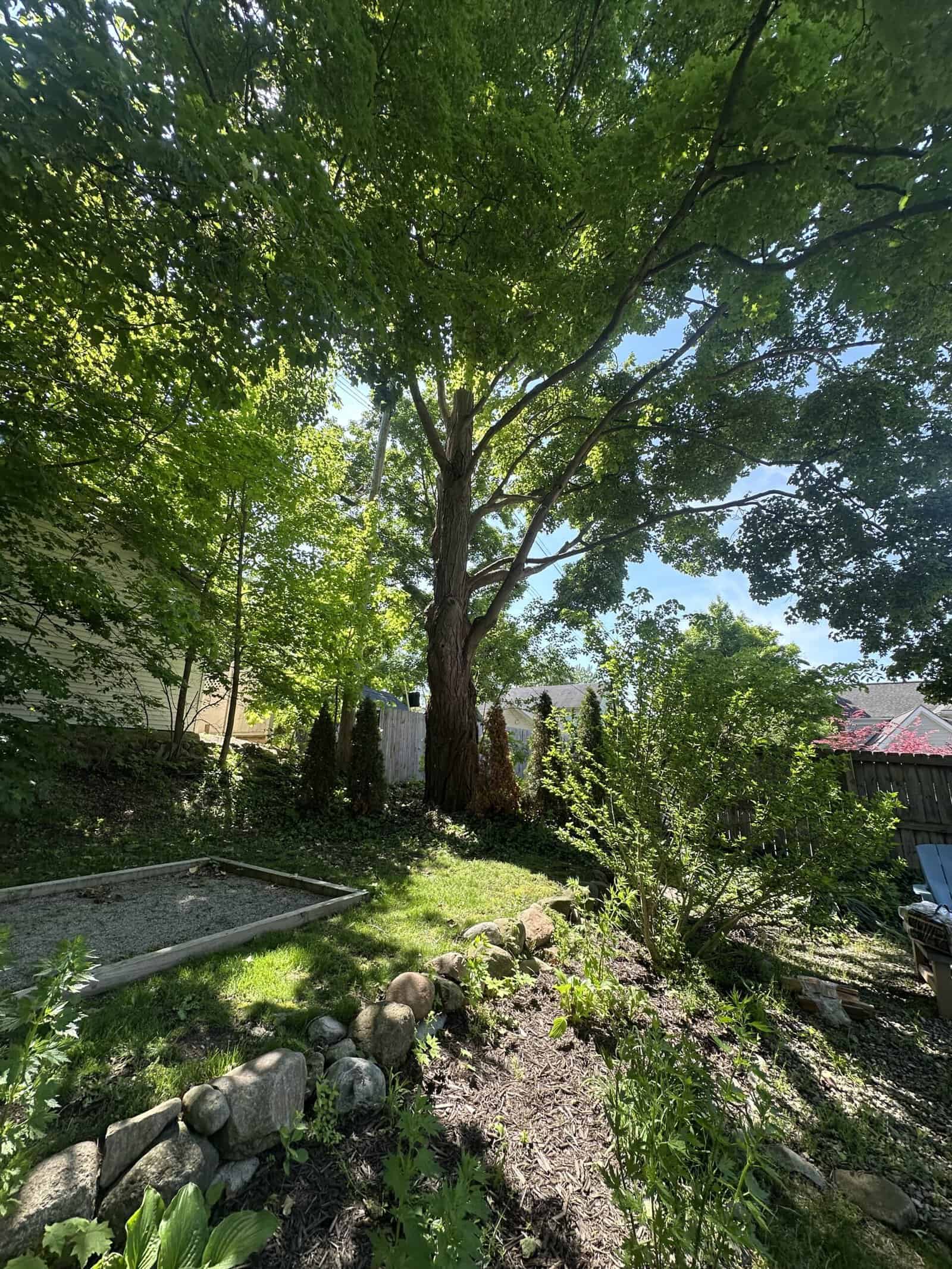 A tall tree with lush green leaves stands in a sunlit backyard, ideal for Tree Services Oakland needs.