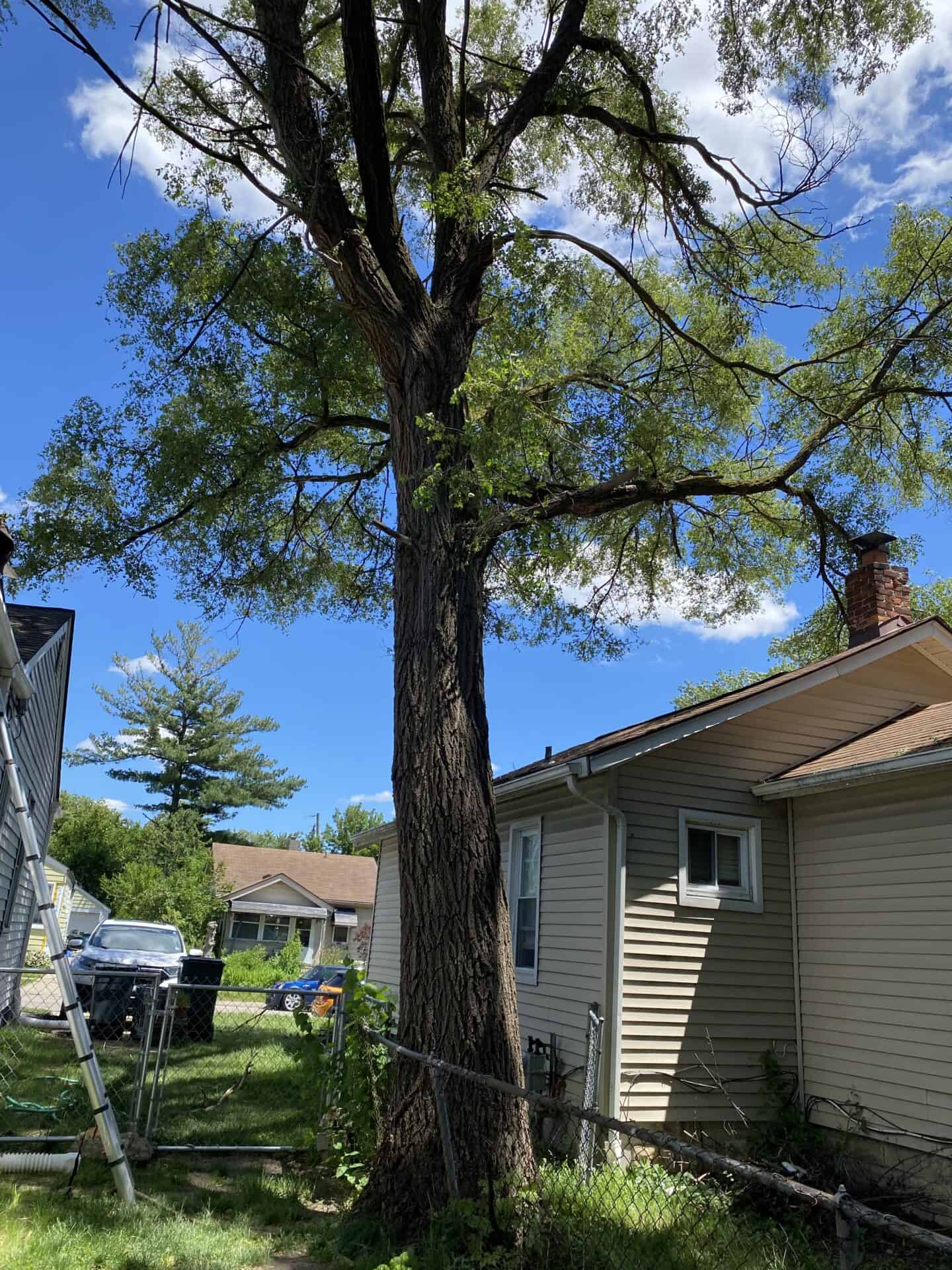 A tall tree stands by a beige house and chain-link fence, with Tree Services Oakland keeping the yard tidy.