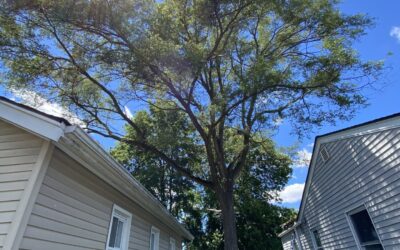 How to Compare Tree Service Estimates Without Getting Misled