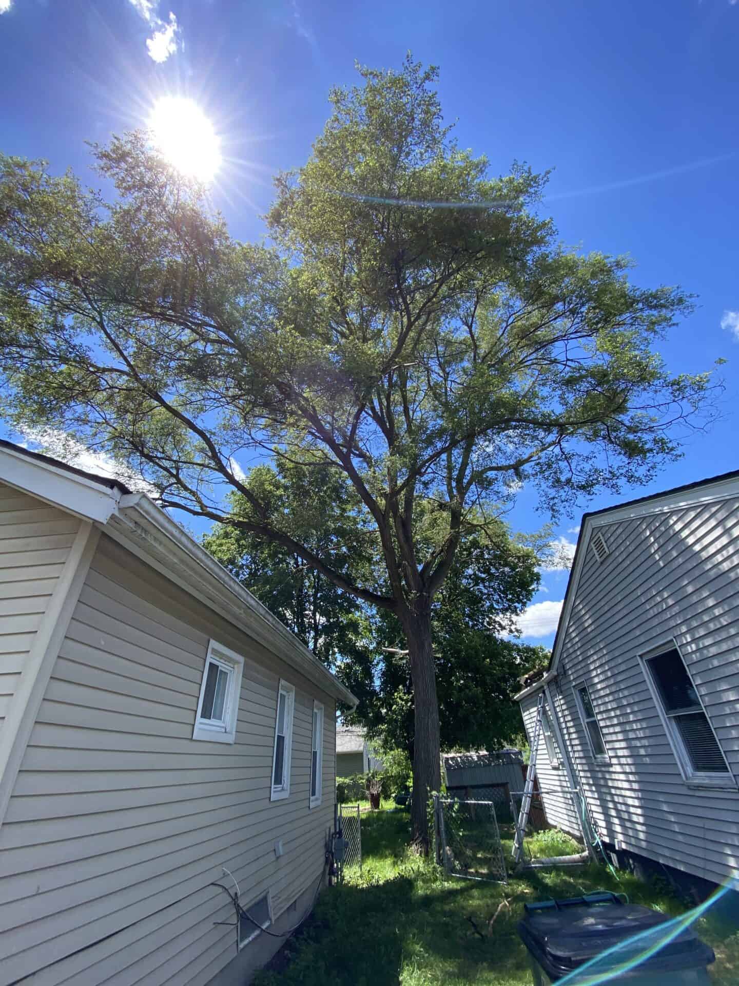 A tall tree stands between two beige houses under a bright blue sky, ideal for tree removal Oakland.