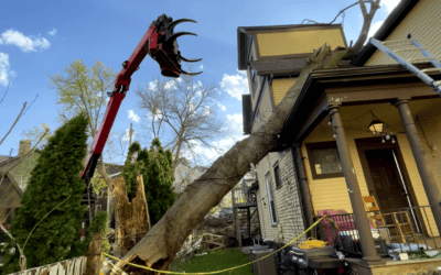 5 Questions to Ask a Licensed Tree Service Before You Hire in Milford, MI