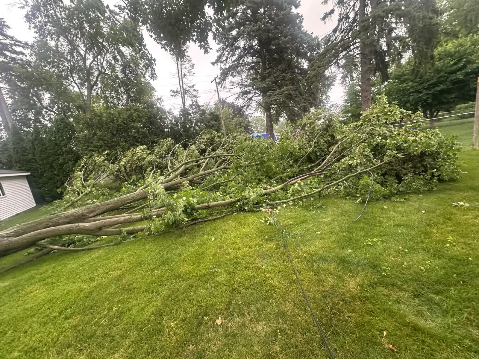 A large tree lies fallen on a grassy yard, showing the need for Tree Services Oakland cleanup.