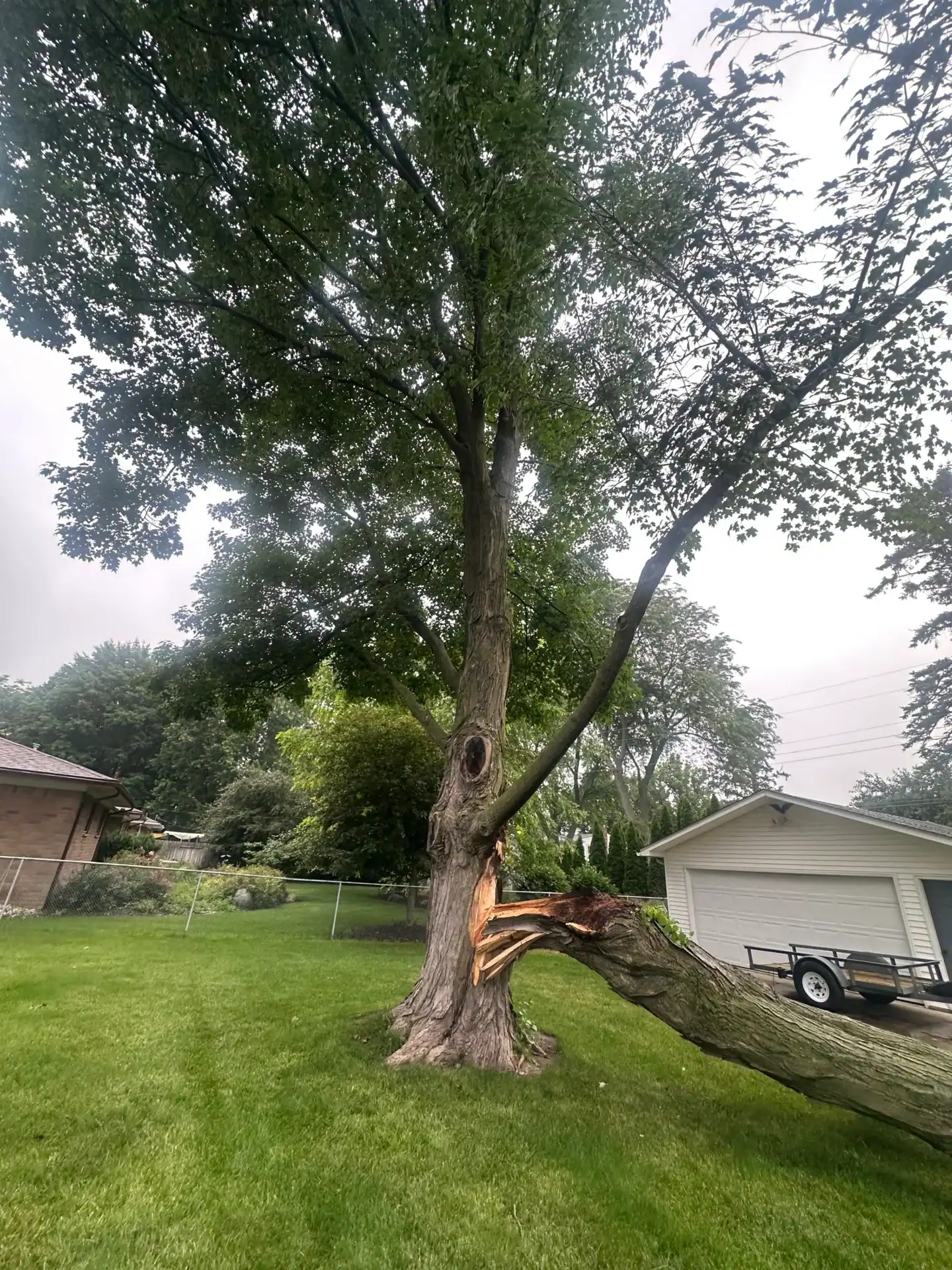 A large tree with a broken limb lies on the grass near a house, ideal for Tree Services Oakland help.