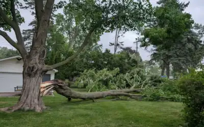 What a Legitimate Tree Removal Quote Should Actually Include