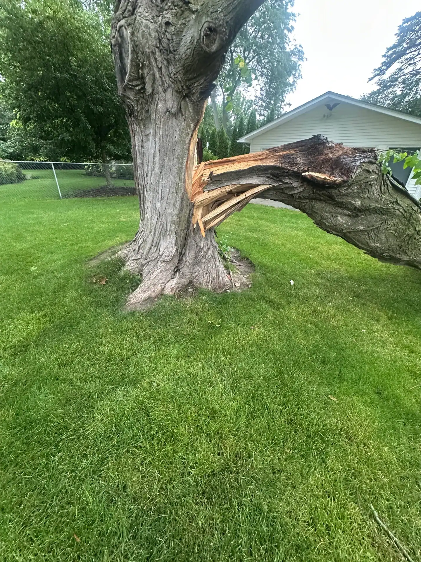 A large tree with a broken branch hangs over backyard grass—Tree Services Oakland offers safe removal help.