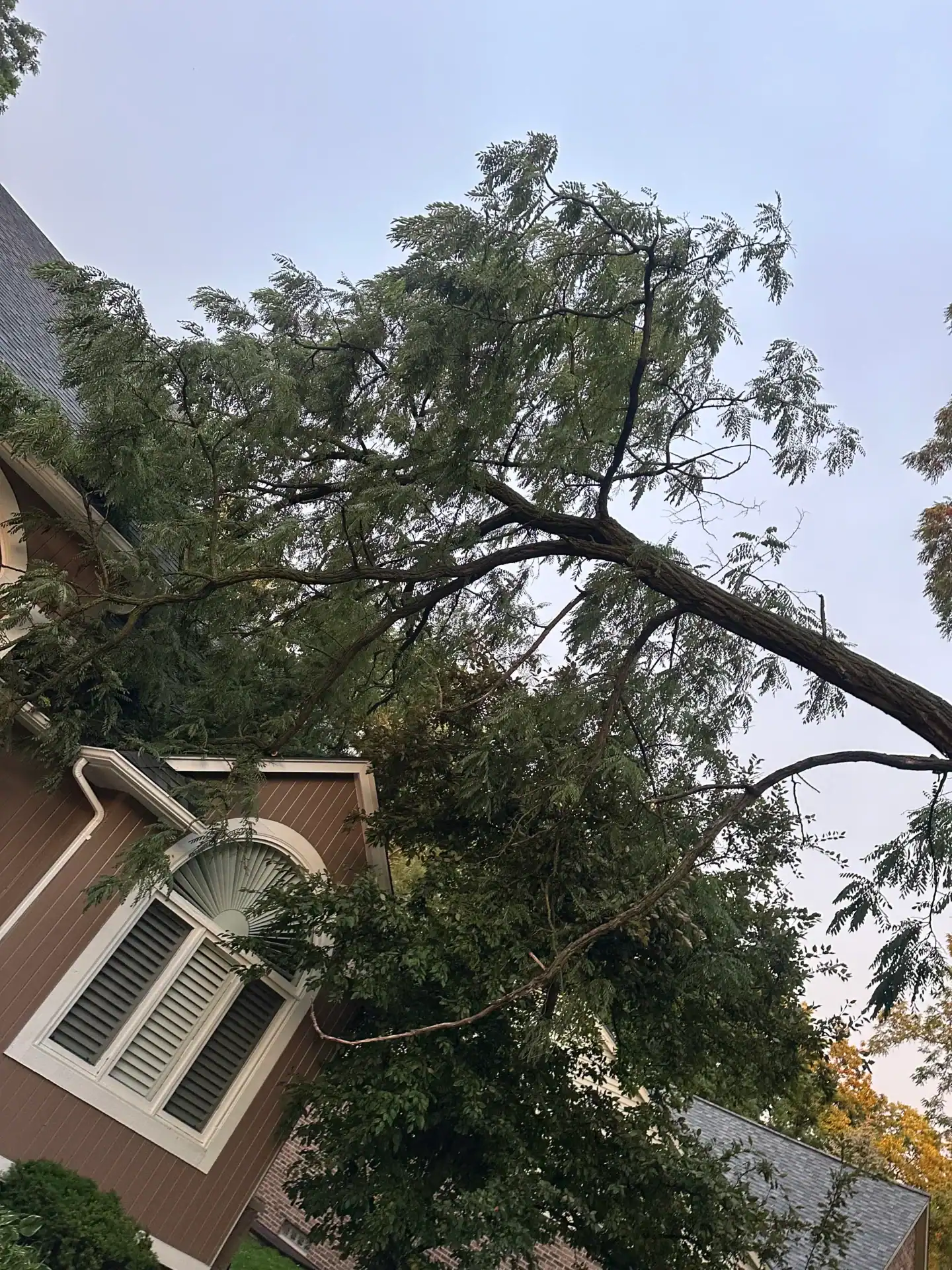 A large tree has fallen onto a house roof, requiring urgent removal from Tree Services Oakland.