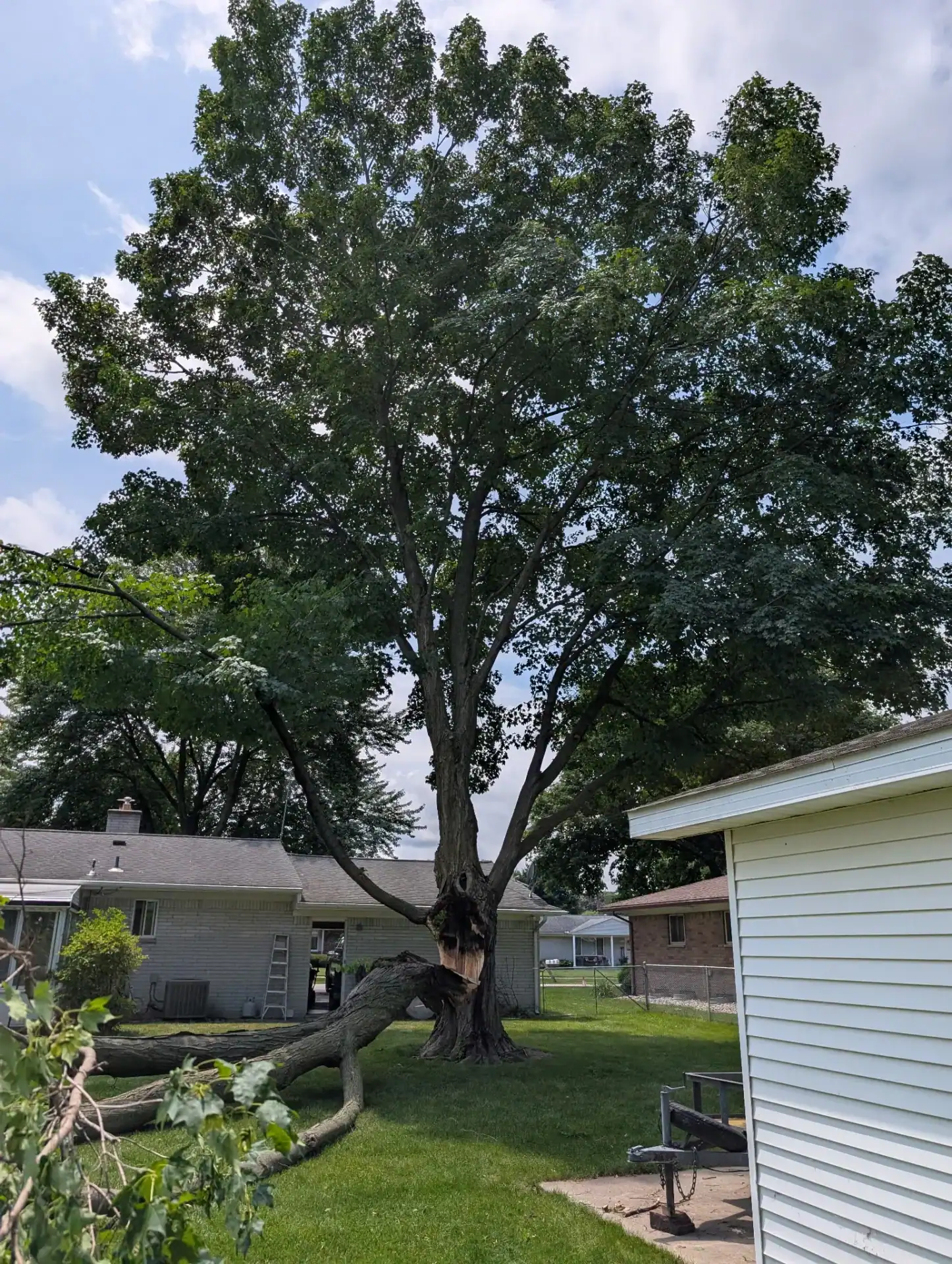 A large tree with a broken trunk and fallen limb awaits removal near houses and a white shed in Oakland.