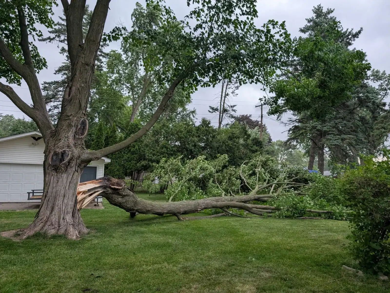 A fallen tree lies split across a grassy yard, a common sight for tree removal Oakland services.