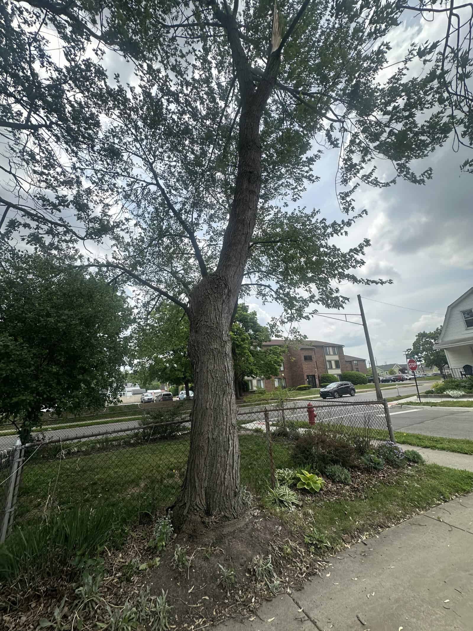 A tall tree with a curved trunk stands by a sidewalk, suitable for tree removal Oakland services.