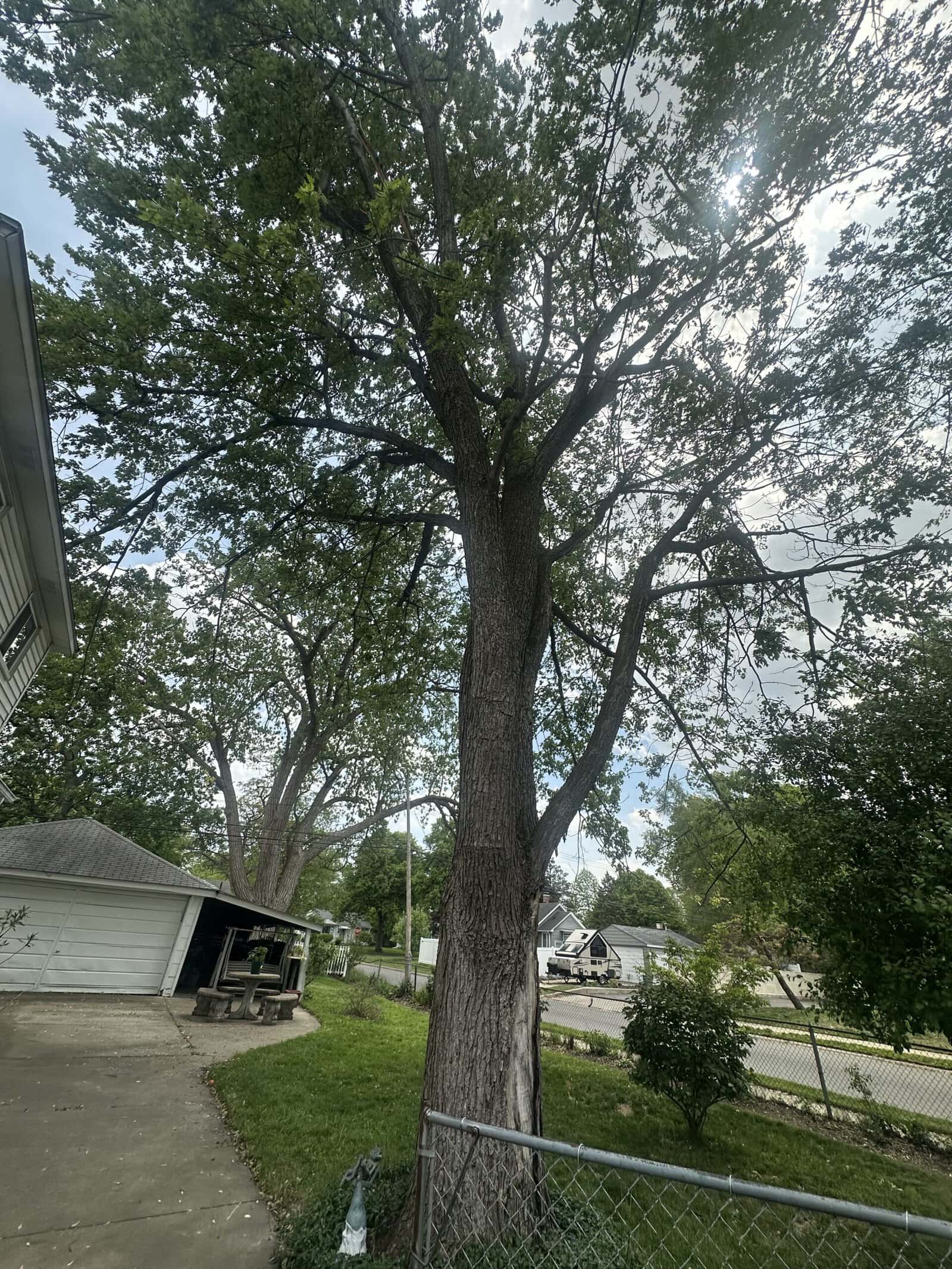 A tall tree with green leaves stands by a house and driveway, perfect for stump grinding Oakland services.
