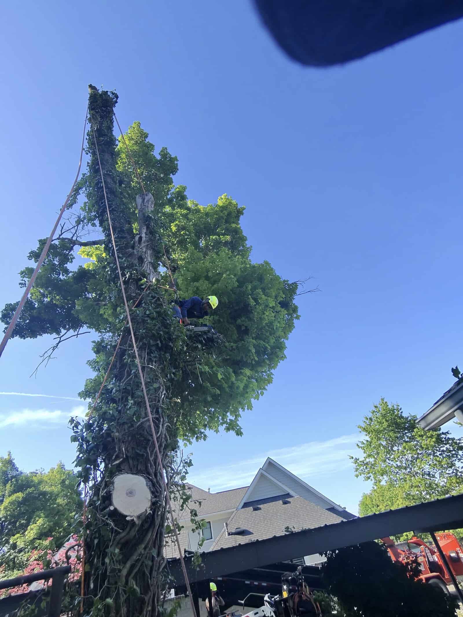 A worker in safety gear scales an ivy-covered tree by rooftops, demonstrating Tree Services Oakland expertise.