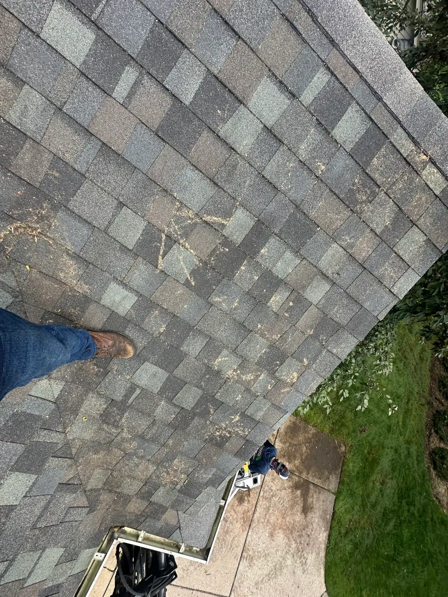 A person stands on a shingled roof, watching tree removal Oakland work by someone on a ladder nearby.