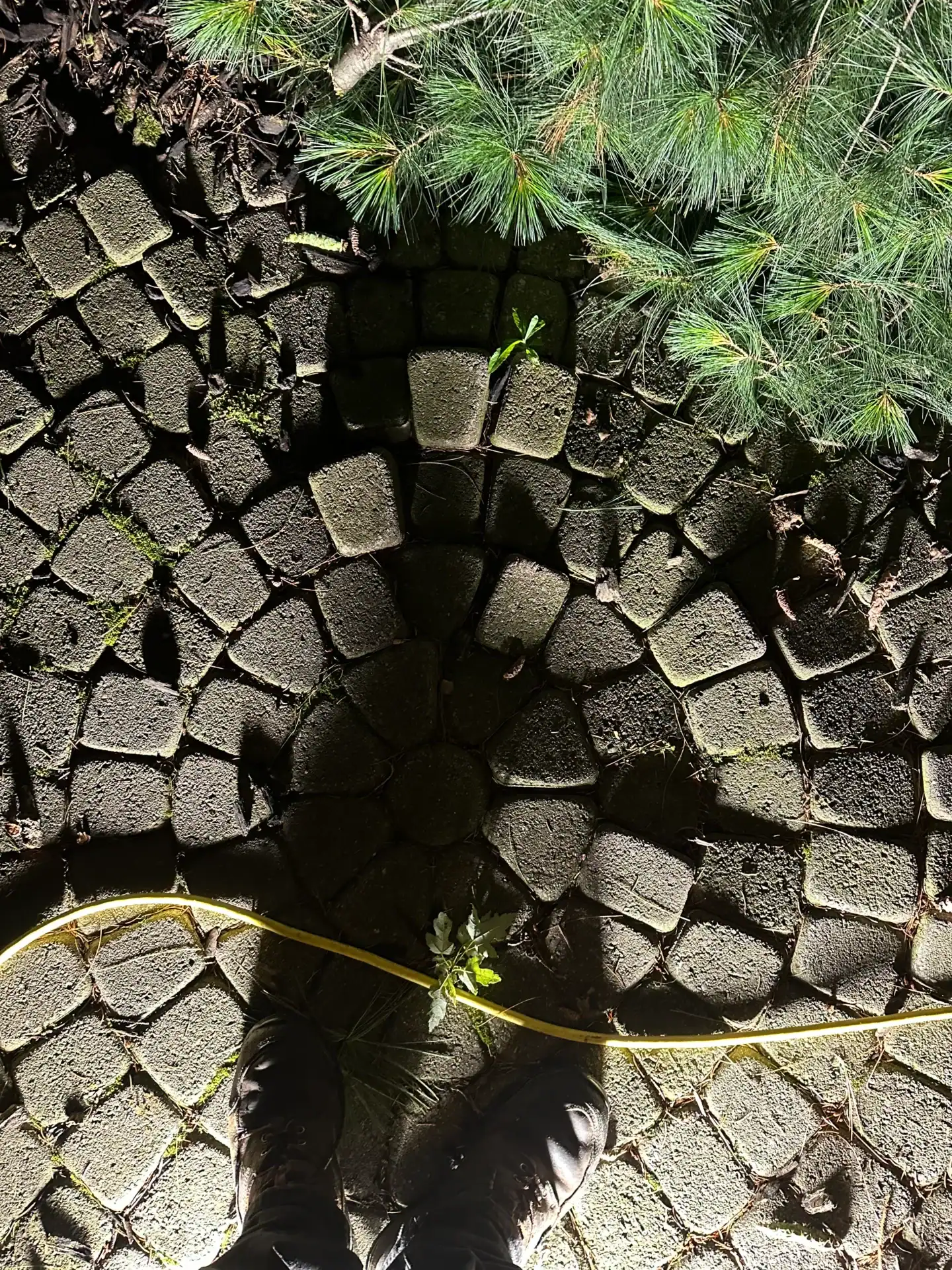 A person’s shadow falls on stone paving at night beside pine branches, hinting at Tree Services Oakland.