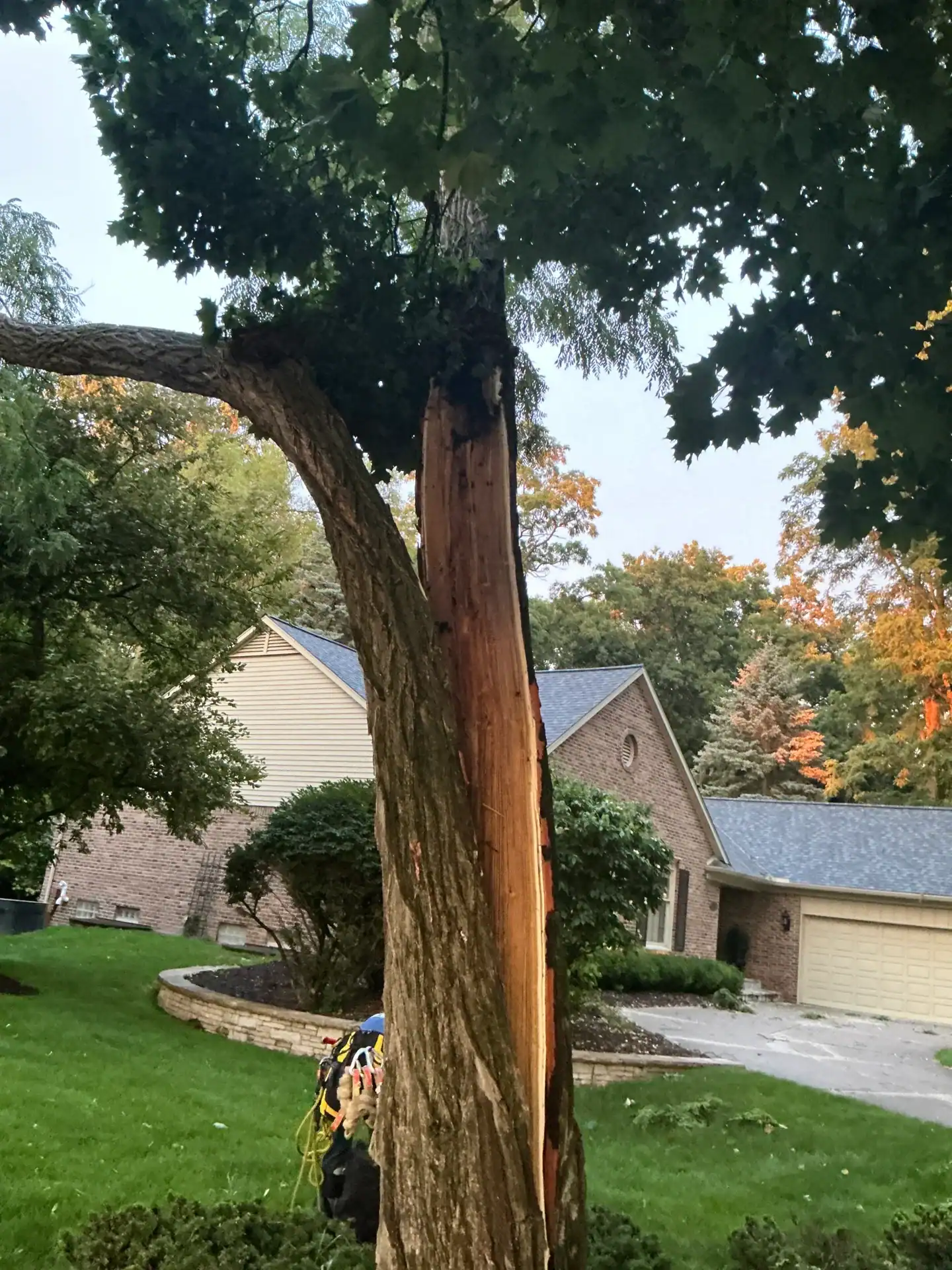 A split tree trunk reveals fresh wood, with Tree Services Oakland available to help restore your lawn.