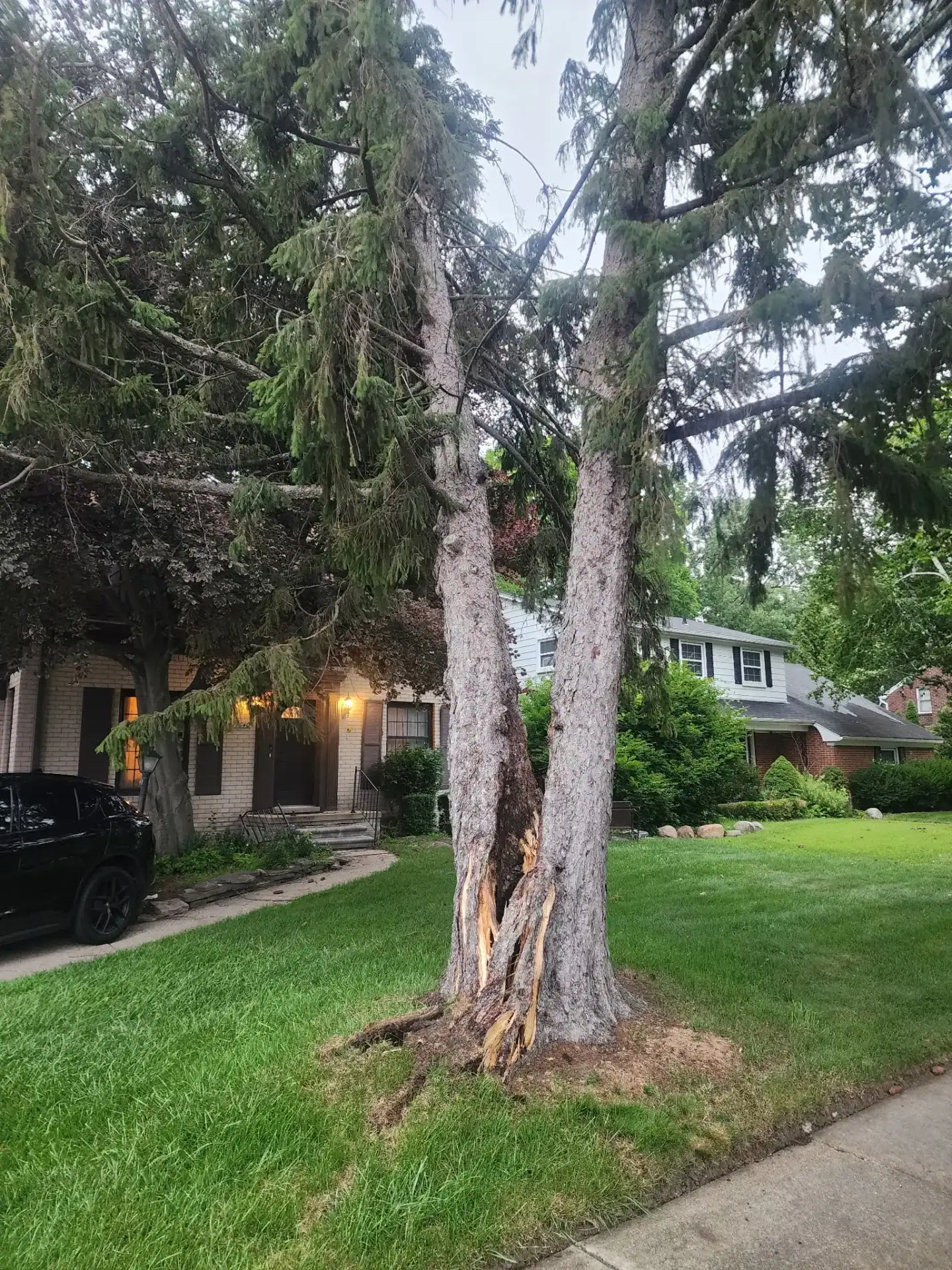 Two tall trees with peeling bark stand on a green lawn, ideal for tree removal Oakland services.