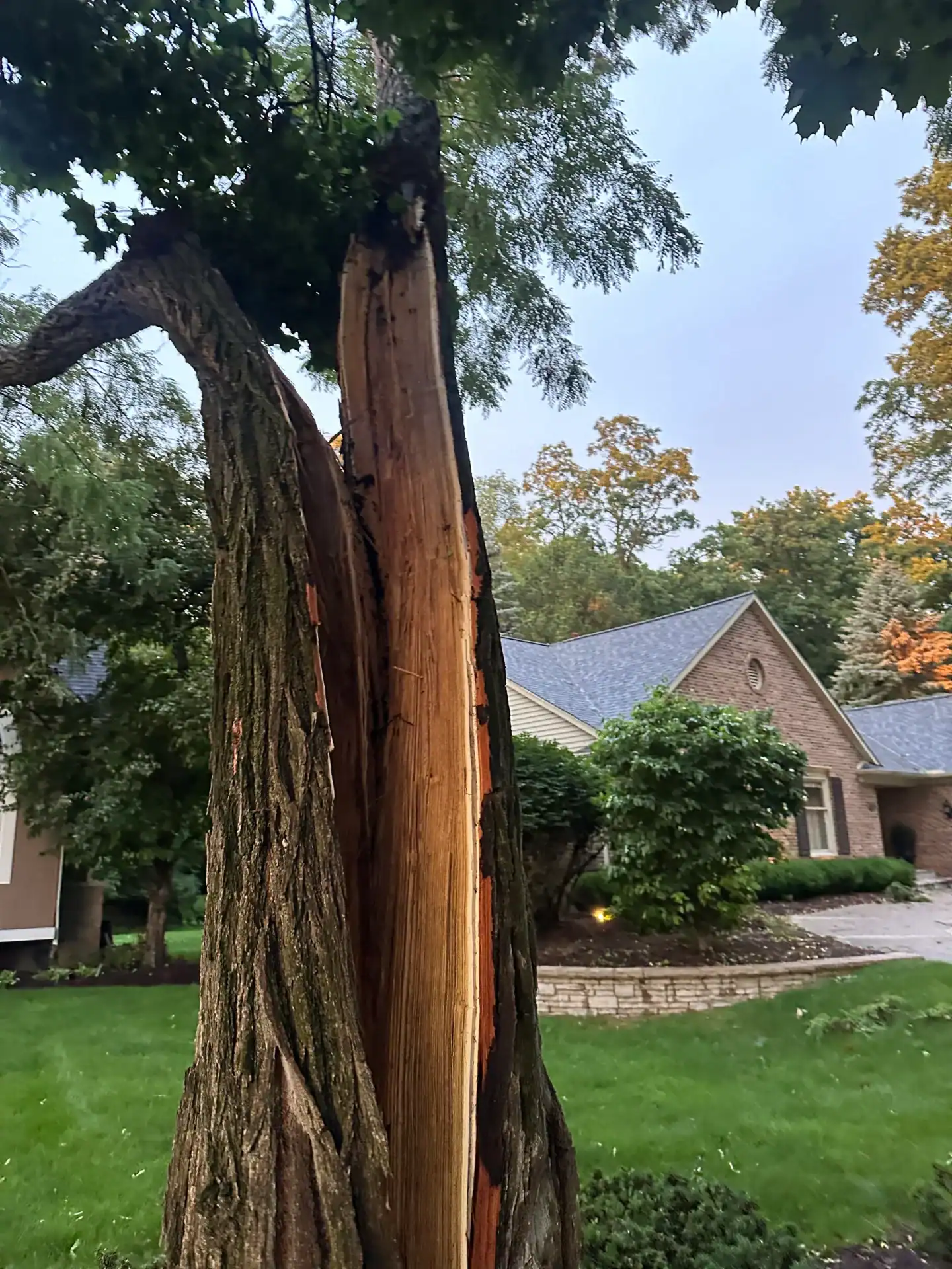 A large tree split down the middle stands in a yard, suitable for tree removal Oakland, MI.