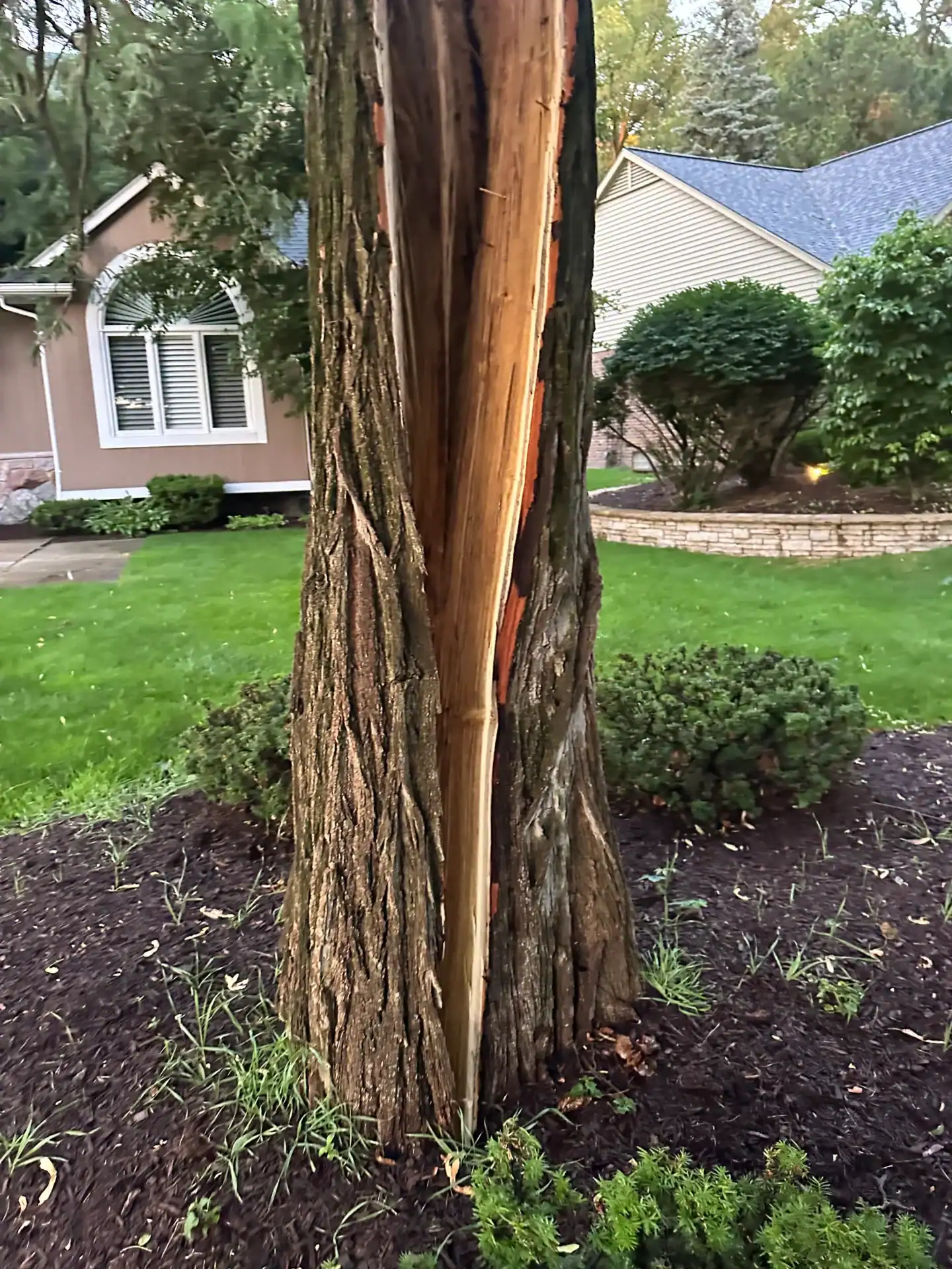 A split tree trunk stands in a yard, showcasing a need for stump grinding by Tree Services Oakland.