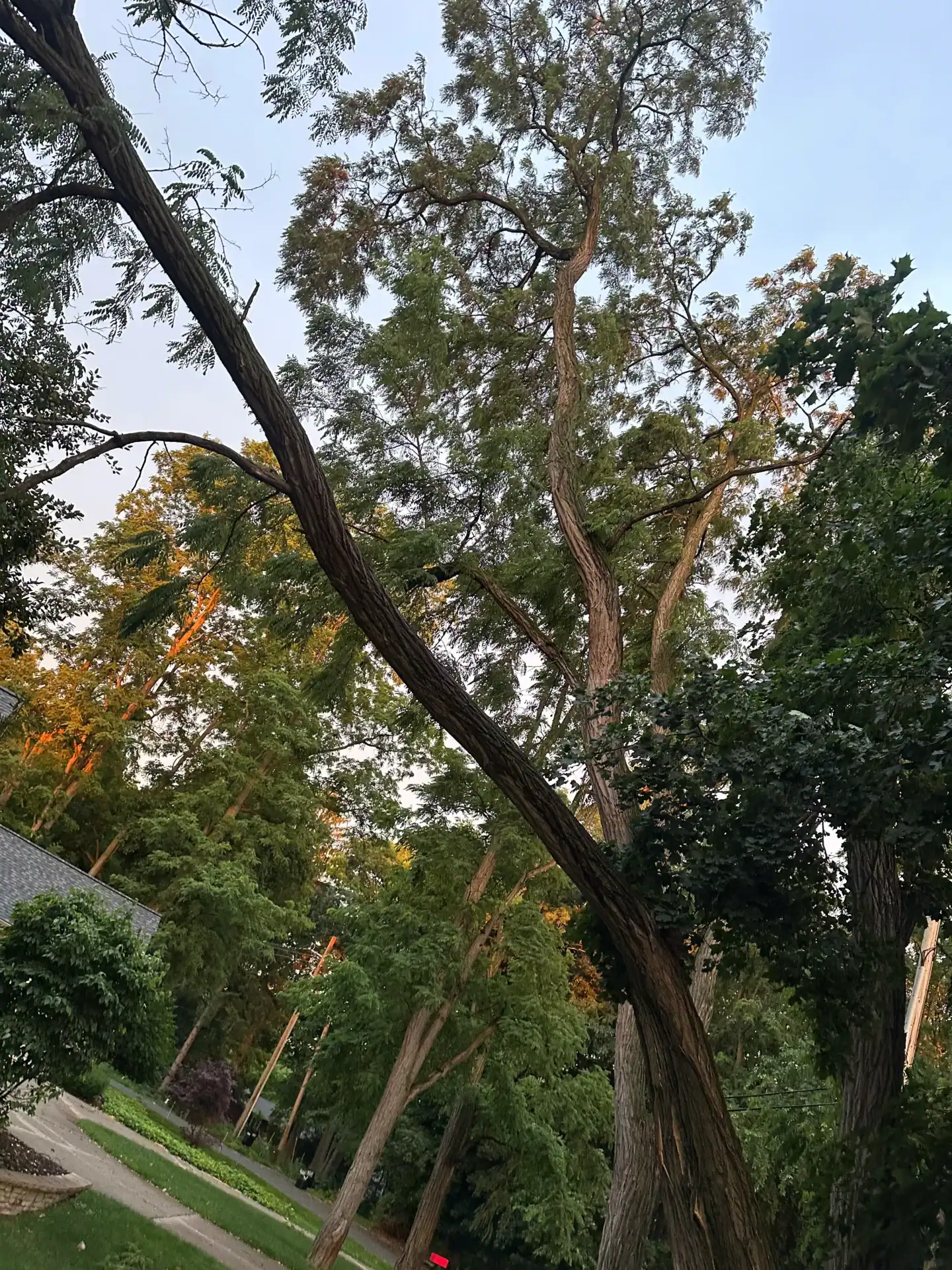A large, leaning tree with twisted branches is seen at dusk, a prime case for tree removal Oakland.