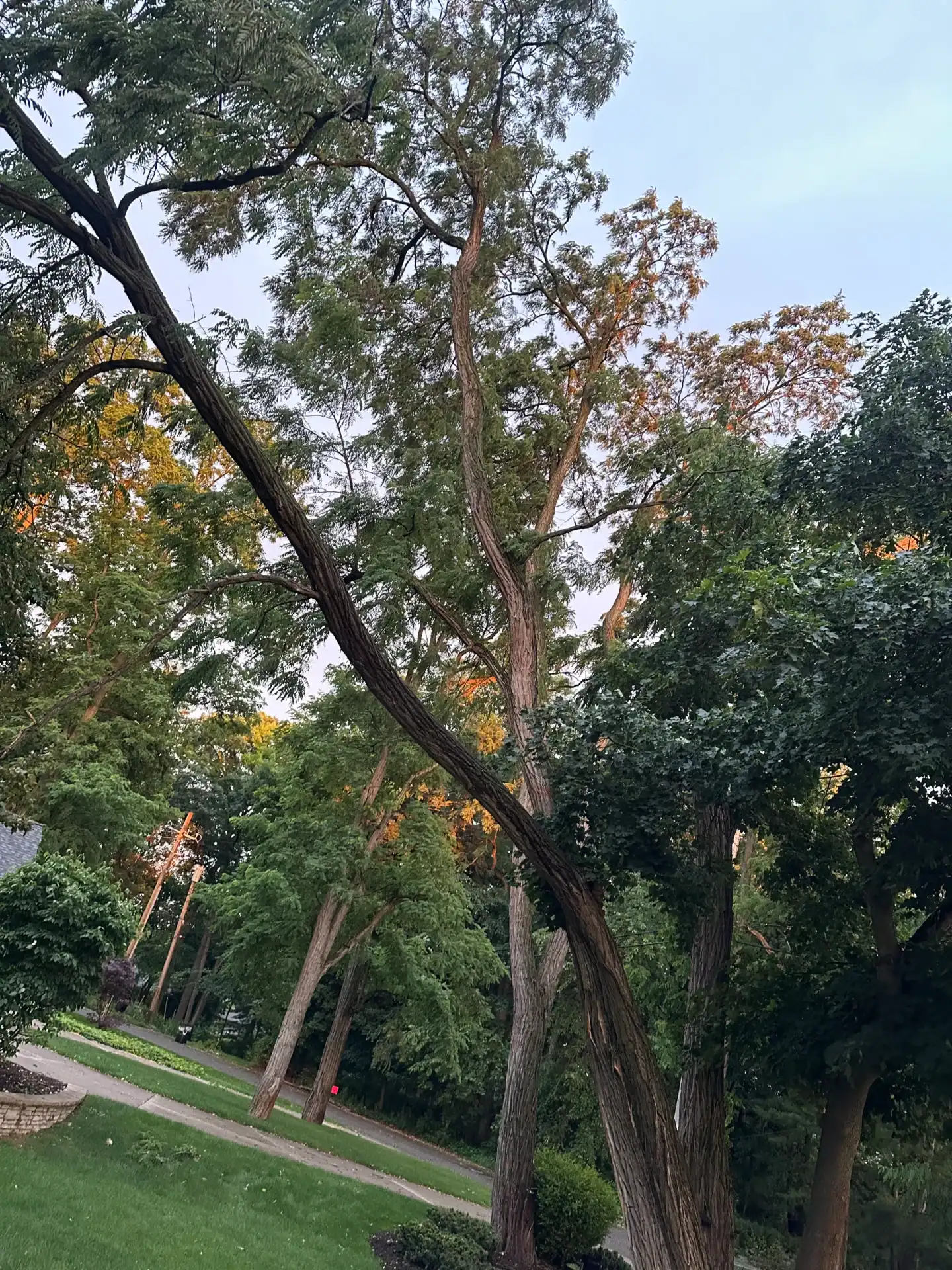 A tall tree stands among others on green grass as stump grinding in Oakland keeps the street neat at dusk.