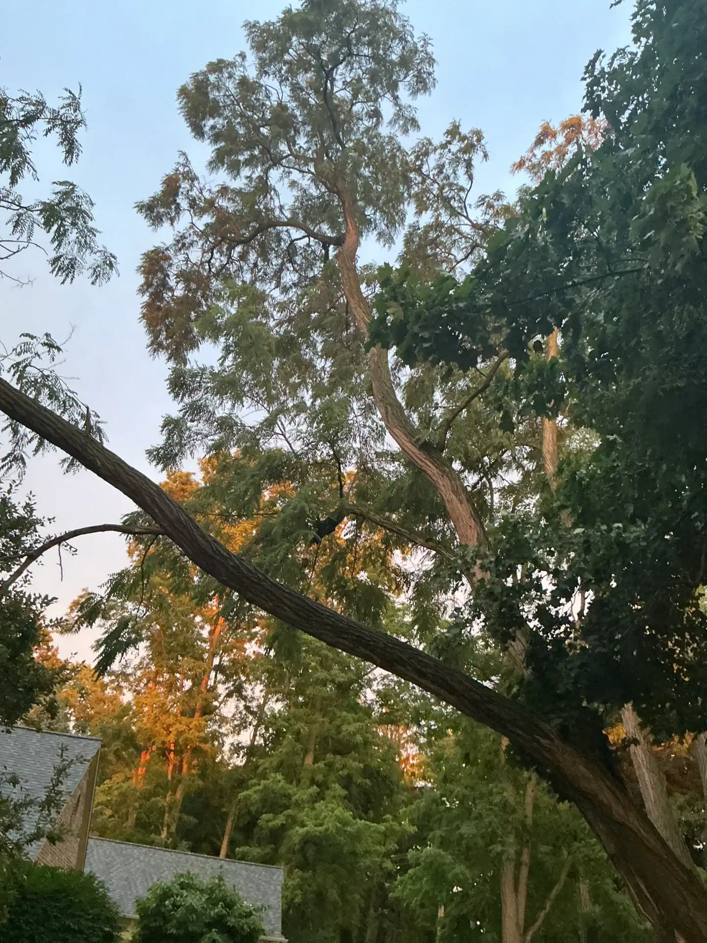 Tall trees with lush green leaves at sunset overlook rooftops, maintained by tree removal Oakland experts.