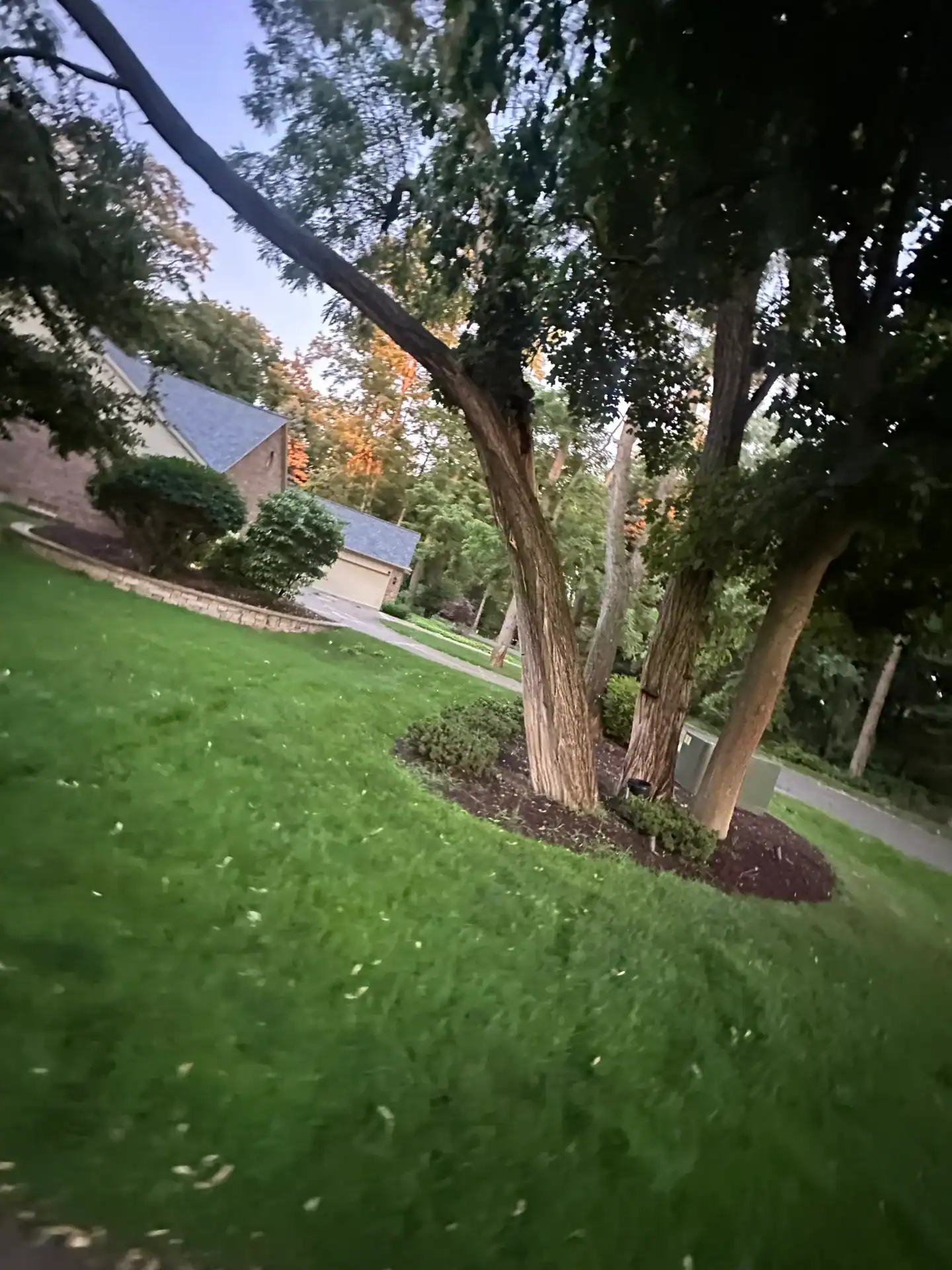 Two large trees on a green lawn, ideal for tree removal in Oakland, MI or professional stump grinding.