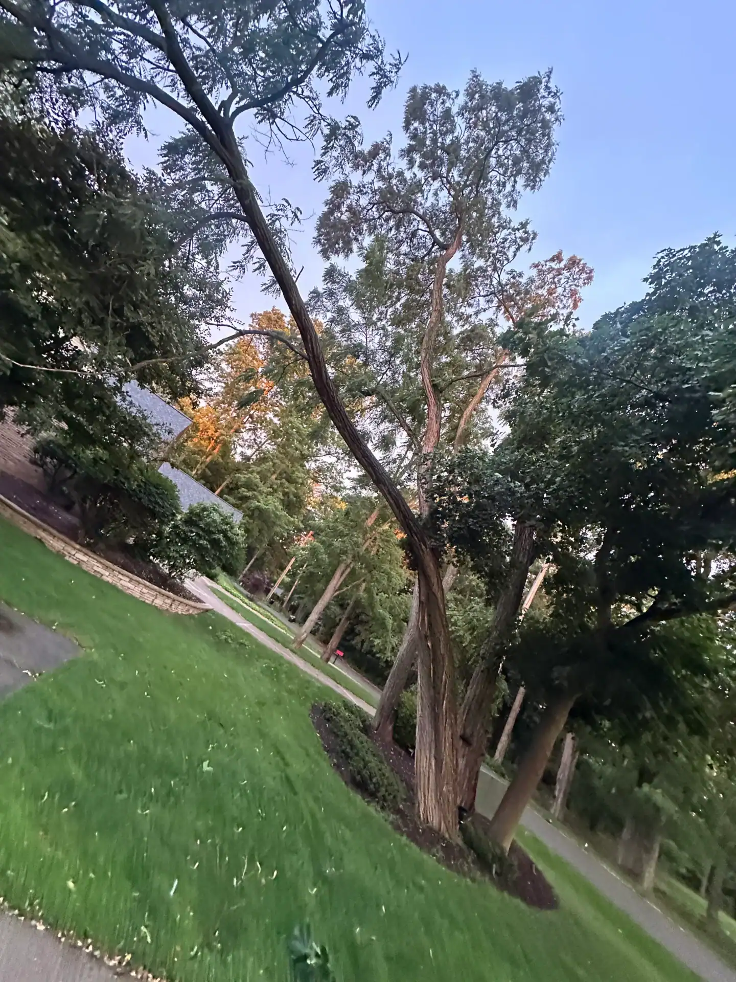 A curved tree in a green yard near a driveway at dusk; Tree Services Oakland, MI can assist with care.