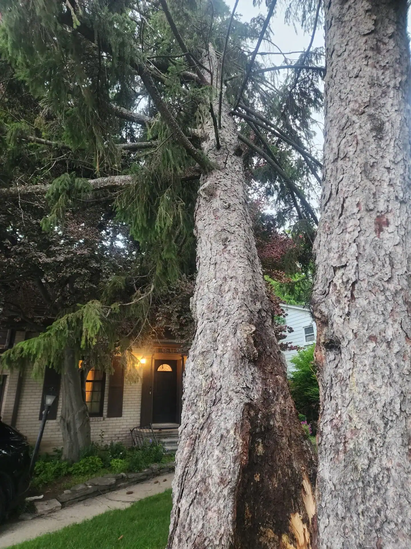 Close-up of two tall trees, one with visible damage, ideal reference for Tree Services Oakland experts.