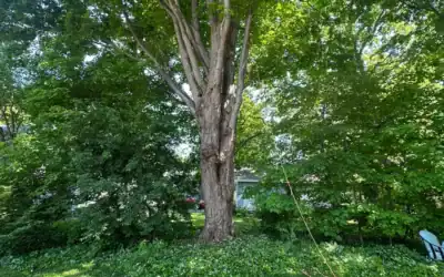 Emergency Tree Removal Cost in Milford, MI: What You Pay When Speed Matters