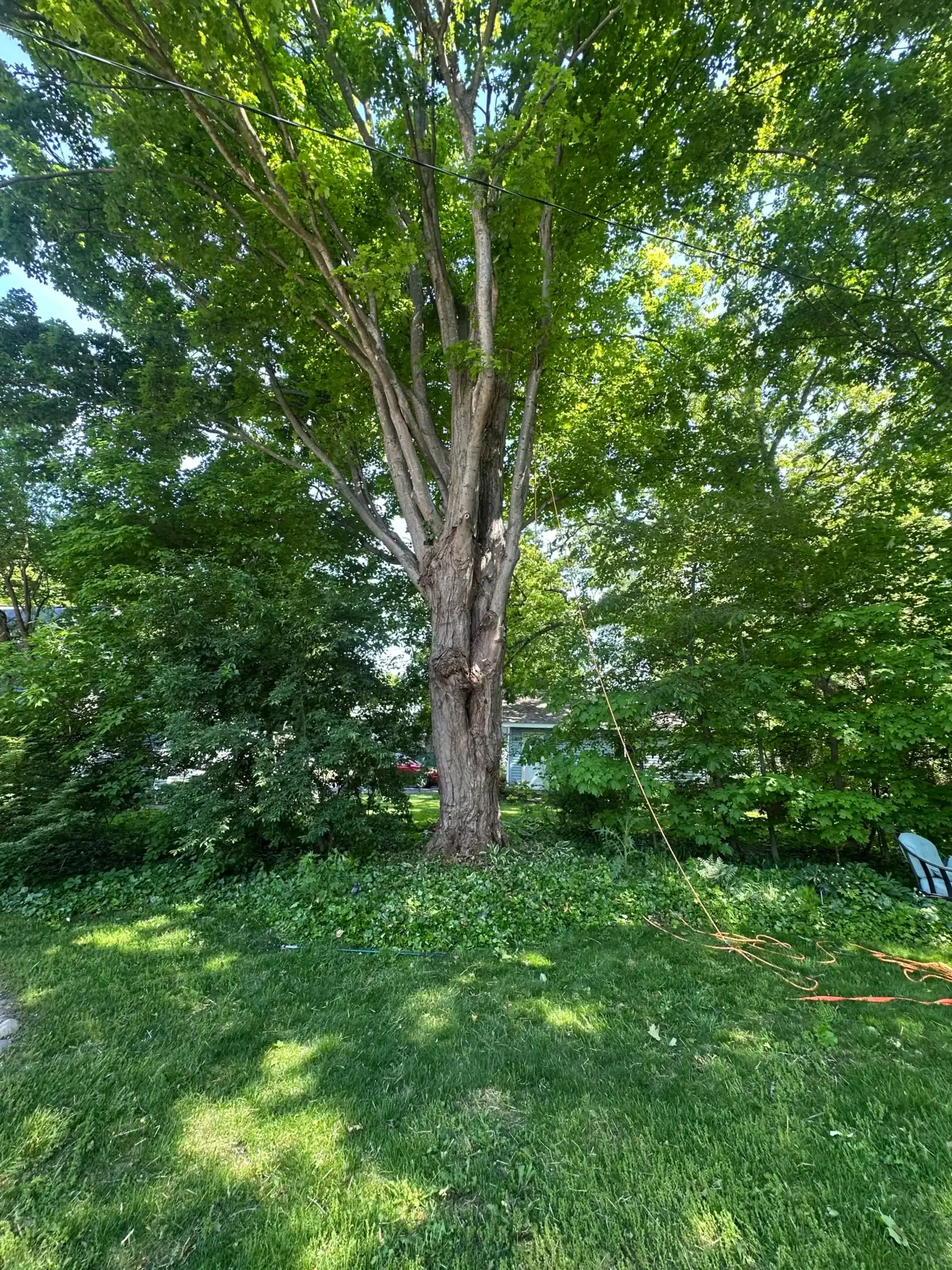 A large tree stands in a grassy yard, perfect for Tree Services Oakland including expert tree removal.