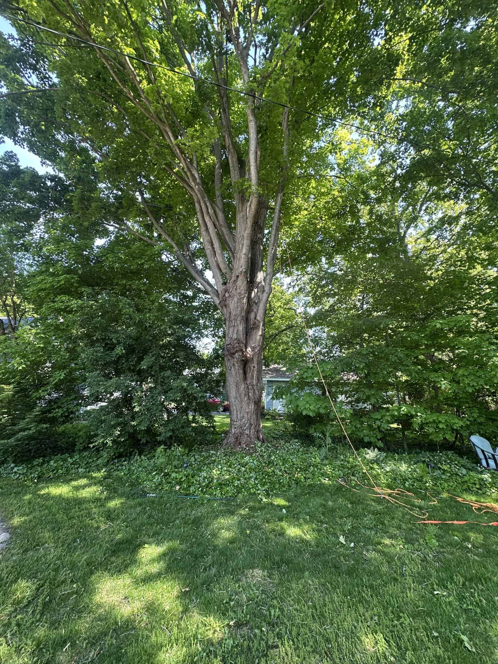 A large tree with a thick trunk stands in a green yard, perfect for expert tree removal Oakland services.