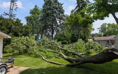 Tree Removal Cost: What Actually Drives the Price