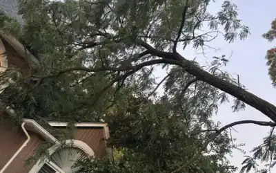 Oakland County Tree Removal Permits: What the Rules Actually Say