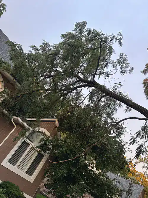 A large tree has fallen onto a house roof, with branches covering the window and damaging part of the roof.