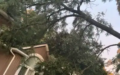 Oak Wilt in Michigan: Why It Kills Red Oaks So Alarmingly Fast