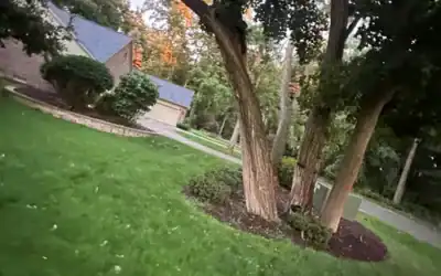 Tree Risk Assessment: What It Covers and Who Should Perform It