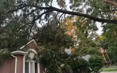 Dutch Elm Disease in Michigan: Identify It Before It Spreads