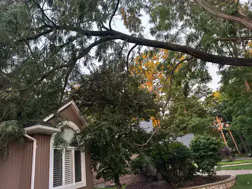 A large tree branch leans over a house with brown siding, surrounded by green trees and shrubs.